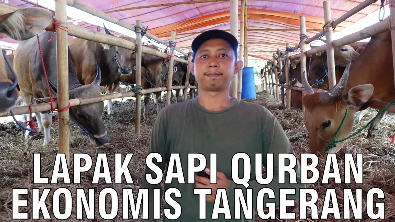 
                                 Lapak-Sapi-Qurban-Ekonomis-Tangerang